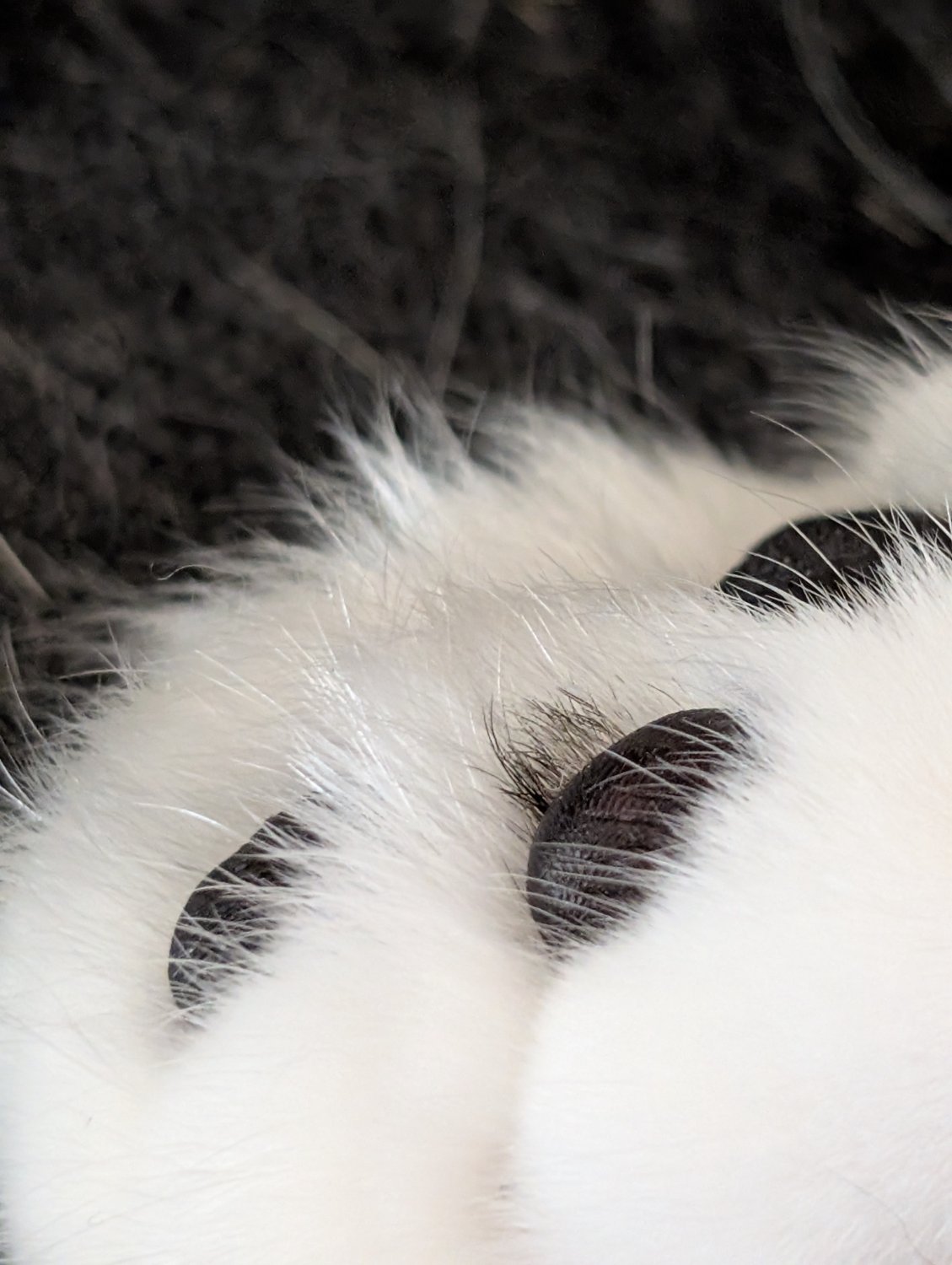 A close up photo of the underside of a white cat's paw, with a small tuft of black fur visible next to one of the black toe beans.