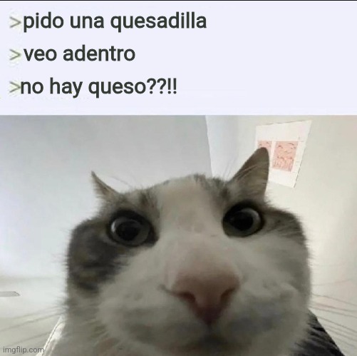 "cat looks inside" meme con el texto, "pido una quesadilla, veo adentro, no hay queso"